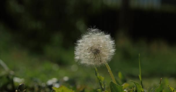 Gemeenschappelijke paardebloem, wordt geblazen en verspreid door wind, Slow Motion. — Stockvideo