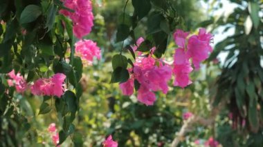 Yeşil ağaçlar ve çiçekler mavi gökyüzü ve Shining Sun Jungle karşı pembe. Tropikal orman çiçekler background. stock görüntüleri görüntüleyin. Bali, Endonezya, Vietnam.