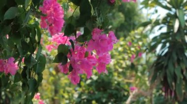 Yeşil ağaçlar ve çiçekler mavi gökyüzü ve Shining Sun Jungle karşı pembe. Tropikal orman çiçekler background. stock görüntüleri görüntüleyin. Bali, Endonezya, Vietnam.