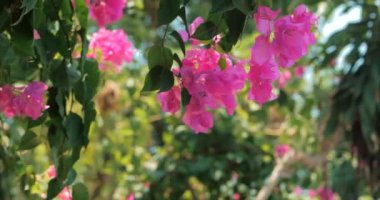 Yeşil ağaçlar ve çiçekler mavi gökyüzü ve Shining Sun Jungle karşı pembe. Tropikal orman çiçekler background. stock görüntüleri görüntüleyin. Bali, Endonezya, Vietnam.