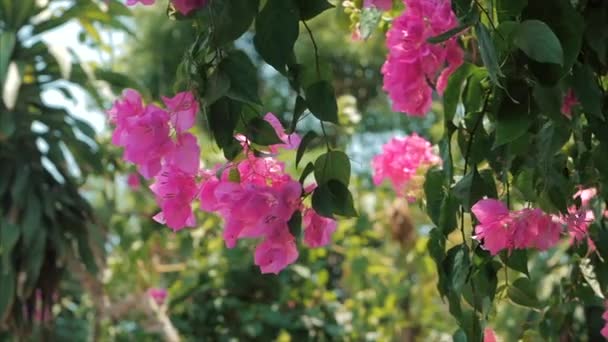 Arbres verts et fleurs roses contre le ciel bleu et la jungle ensoleillée. Vue dans la forêt tropicale Fleurs Arrière-plan. Bali, Indonésie, Vietnam . — Video