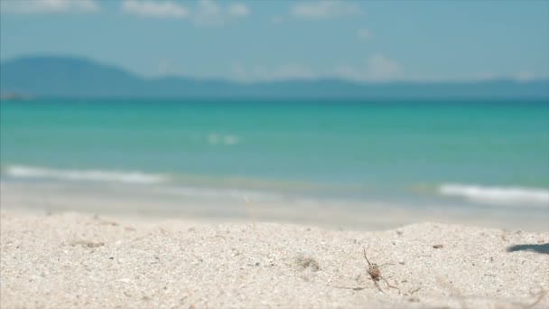 An einem tropischen Strand in Nahaufnahme fällt aus einer Palme Kokosnuss, unter der heißen Sommersonne, es ist in zwei Teile entlang der tropischen exotischen Küste geteilt. — Stockvideo