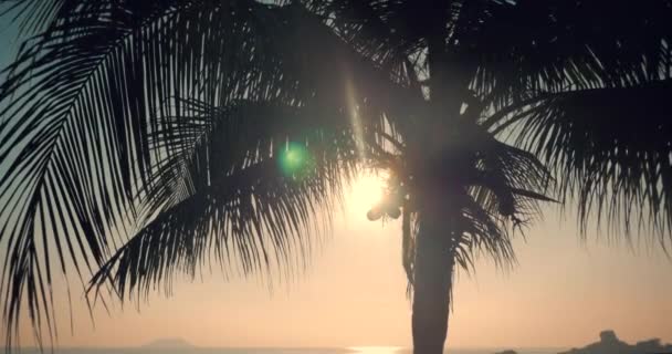 Belo pôr do sol nos trópicos no fundo do oceano e folhas de coco. Vista do Pôr do Sol Através das Folhas da Palmeira do Coco em um Mar Tropical. Um olhar para a palmeira ao amanhecer . — Vídeo de Stock