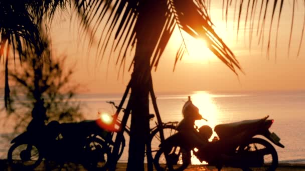 Vacker solnedgång i tropikerna i bakgrunden av havet och kokos bladen. Utsikt över solnedgången genom bladen av kokospalmen på ett tropiskt hav. Koncept semester, semester. — Stockvideo