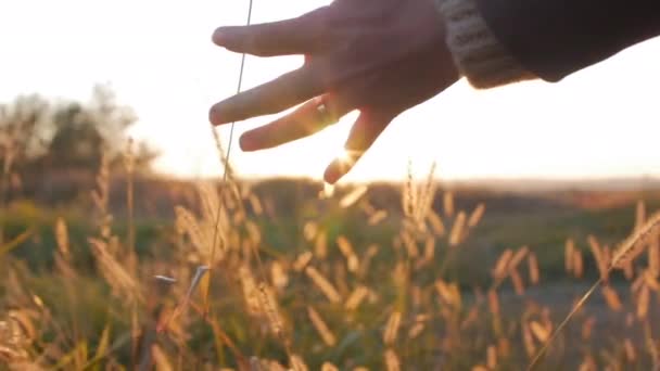 Samičí farmář dotek ruky tráva, pšenice, kukuřice na poli proti nádherným západem slunce. Střela ze steadiamu. Zemědělství, podzim. — Stock video