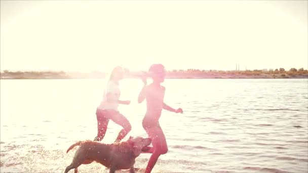 Mutlu ve tasasız çocukluk. Çocuk bir köpek oynamak, kum çalıştırmak, gülmek, nehrin üzerinde oynamak, bir oyuncak uçak denize indirmek. — Stok video