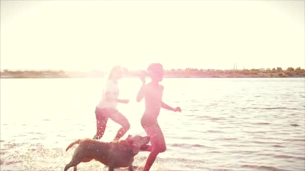 Enfance heureuse et insouciante. Enfants Jouer avec un chien, courir le long du sable, rire, jouer sur la rivière, lancer un avion jouet . — Video