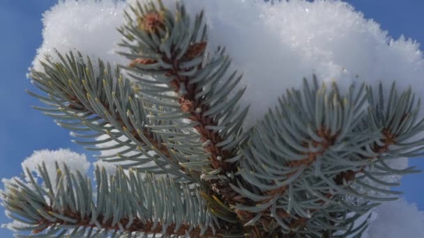 Sneeuw bedekte kerstboom, fel zonlicht vallen met sneeuw, sneeuwvlokken vallen van de bomen. — Stockvideo