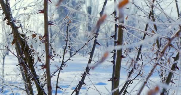 Zasněžené stromy, suché rákosí ve sněhu, jasné sluneční světlo padající sníh, sněhové vločky padající ze stromů. — Stock video