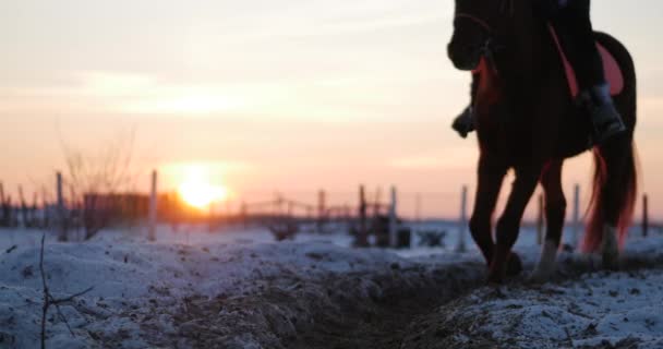 Hästar med ryttare rida i voljär, vinter på gatan mot den vackra solnedgången, närbild. Vacker häst med ryttare på vintern, långsam rörelse. Skott på Steadicam. — Stockvideo