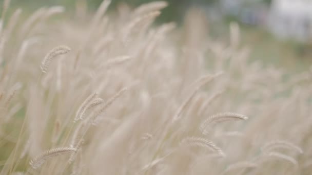 Wheat field at dawn. Ears of wheat swaying in the wind. Wind swings the spikelets in different directions. — Stock Video