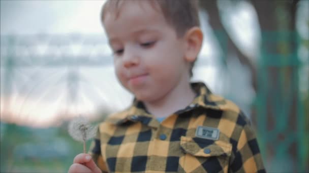 Маленький хлопчик безтурботно дме кульбабу на відкритому повітрі на заході сонця. Концепція щасливого безтурботного дитинства . — стокове відео