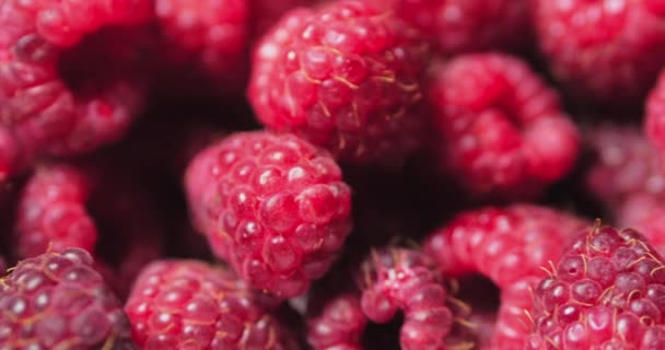 Close Up Berry. Fondo fresco y jugoso de frambuesa, maduro. Macro Red Raspberries Fruit. Frutas frescas de frambuesa como alimento Dackground. Alimento saludable Nutrición ecológica . — Vídeos de Stock