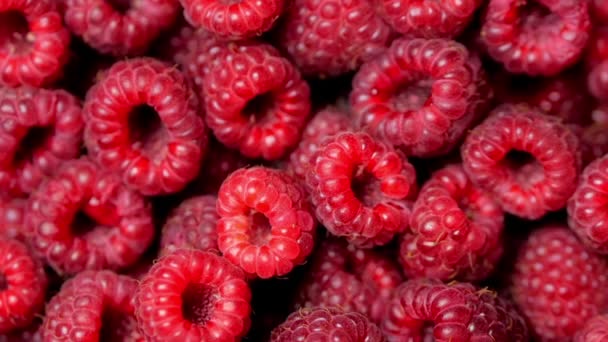 Cerrar Rotación Frambuesa Loopable. Fondo fresco y jugoso de frambuesa, maduro. Macro Red Raspberries Fruit. Frutas frescas de frambuesa como alimento Dackground. Alimento saludable Nutrición ecológica . — Vídeo de stock