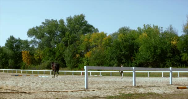 夏の森で乗馬。動物の世話をする長い休憩の後のトレーニング。コンセプトホースと人. — ストック動画