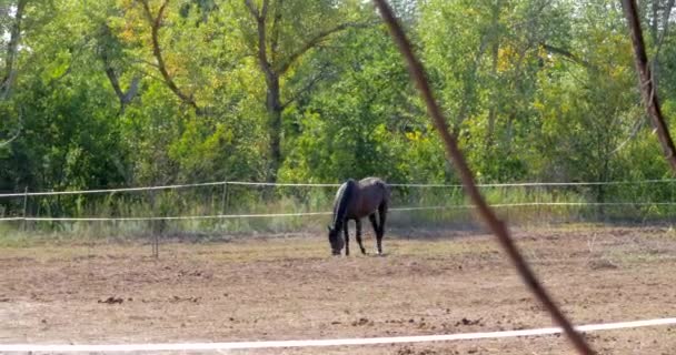 O garanhão está pastando. Brown Beautiful Horse está comendo grama no prado. Cuidados com animais. Conceito de Cavalos e Pessoas . — Vídeo de Stock
