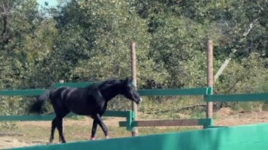 Genç Aygır, Zarif Safkan At. Havacı da koşan karanlık boğulma atı. Hayvan Bakımı. Atlar ve İnsanlar Kavramı... Stok Görüntüleri. 4k