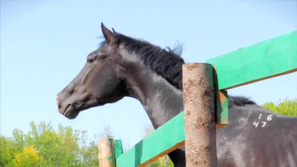 Jeune étalon, pur-sang élégant. Cheval brun foncé après castration, courant autour de la volière. Soins des animaux. Concept Été de chevaux et de personnes . — Video