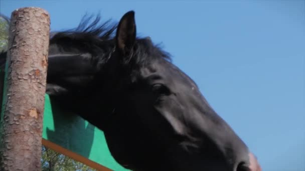 Junger Hengst, elegantes Vollblutpferd. dunkel ertrunkenes Pferd frisst Apfel in der Voliere. Tierpflege. Konzeptsommer der Pferde und Menschen. — Stockvideo