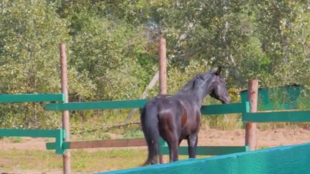 Junger Hengst Elegantes Vollblutpferd Dunkel Ertränken Pferd Läuft Der Voliere — Stockvideo