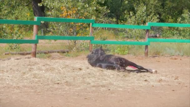 Ung Hingst Elegant Fullblodshäst Dark Dränka Häst Kör Voljär Djuromsorg — Stockvideo