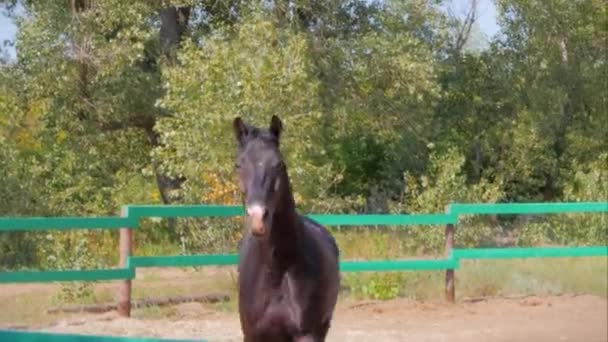Jeune étalon, pur-sang élégant. Cheval brun foncé après castration, courant autour de la volière. Soins des animaux. Concept Été de chevaux et de personnes .