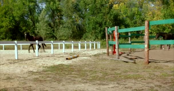 Paardrijden in het zomerbos. Verzorging van de dieren. trainen na een lange pauze. Concept paard en mensen. — Stockvideo