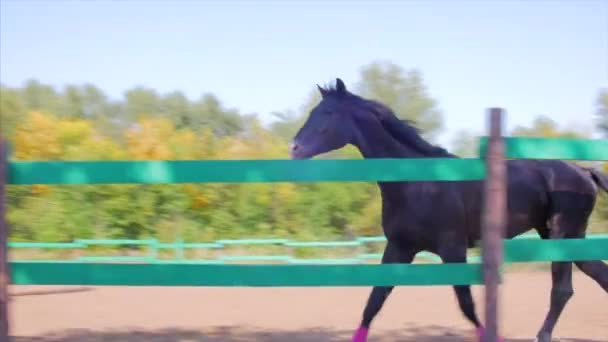 年轻的马蹄 优雅的纯种马 黑人马在鸟舍里奔跑 动物护理 马与人的概念 库存素材 — 图库视频影像
