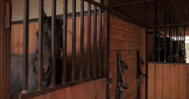 Hermoso caballo pura sangre está en el establo detrás de unas barras de metal mirando a la cámara. Cuidado de animales. El concepto de caballos y personas . — Vídeo de stock