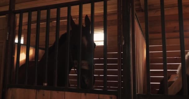 Krásný plnokrevný kůň je ve stáji za kovovými tyčemi, které hledí do kamery. Péče o zvířata. Pojetí koní a lidí. — Stock video