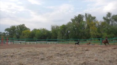 Genç aygır, zarif safkan midilli. Koyu kahverengi at Pony, kafeste koşan iki kaçan. Hayvan bakımı. Atlar ve insanlar yaz kavramı.