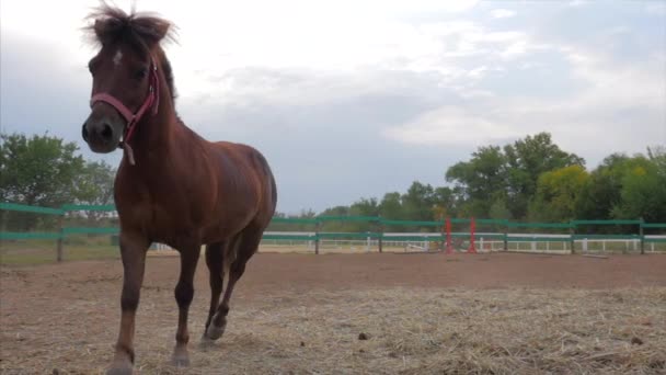 Hermoso caballo pony, Joven semental, Elegante de raza pura. Pony de caballo marrón oscuro, corriendo alrededor del aviario. Cuidado de animales. Concepto Verano de Caballos y Personas . — Vídeos de Stock