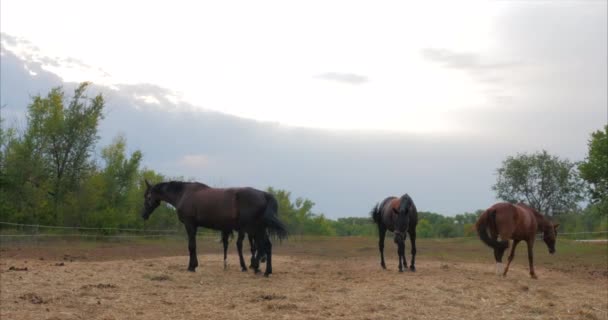 Beaux chevaux pur-sang est dans l'écurie derrière une barre métallique regardant dans la caméra. Soins des animaux. Le concept de chevaux et de personnes .