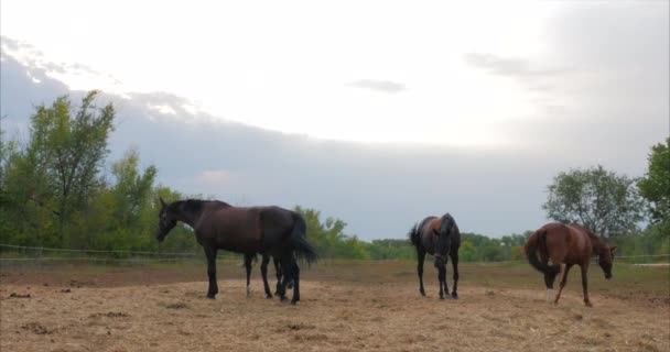 美しいサラブレッドの馬は、カメラを見て金属棒の後ろの馬小屋にあります。動物の世話をする馬と人の概念. — ストック動画