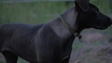Uzaklara bakan bir sokak köpeğinin yakın çekim portresi. Köpek çimenlerde duruyor, tehditkar bir şekilde yana bakıyor, sonra koşuyor..