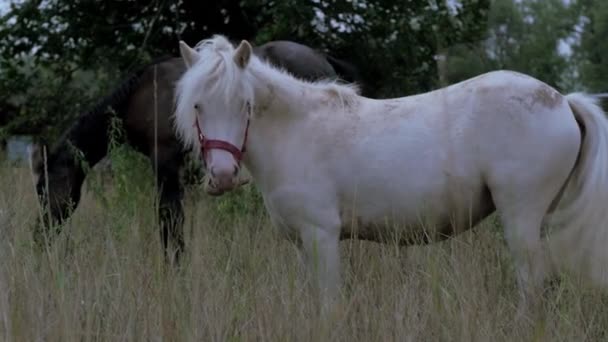 Hermosos caballos pura sangre Pony pastar en el prado, comer hierba. Cuidado de animales. Concepto de caballos y personas . — Vídeo de stock