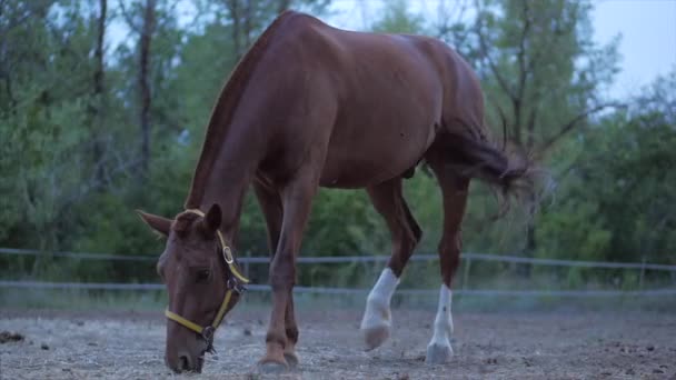 아름다운 서러브레드 말은 카메라를 바라보는 금속 막대 뒤의 마구간에 있습니다. 동물 관리. 말과 사람들의 개념. — 비디오