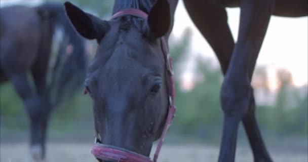 Vackra fullblodshästar betar på ängen, äter gräs. Djuromsorg. Begreppet hästar och människor. — Stockvideo