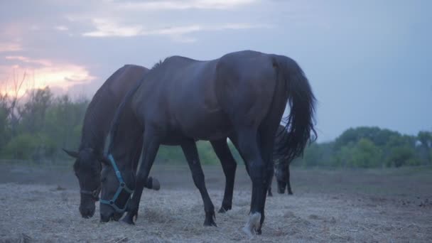 Hermosos caballos pura sangre pastan en el prado, comen hierba. Cuidado de animales. Concepto de caballos y personas . — Vídeo de stock