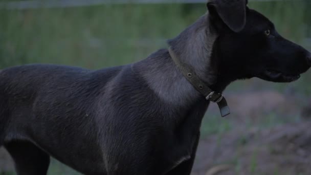 Närbild porträtt av en herrelös hund tittar in i fjärran. Hunden står i gräset, ser hotfullt åt sidan, sedan går. — Stockvideo