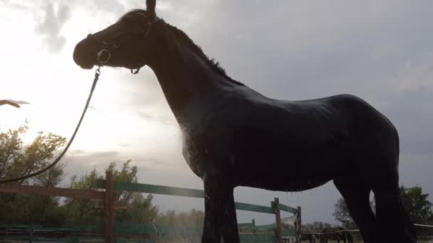 Rider tvättar hästen. En vacker Fullblodshäst står i bakgrunden solnedgången. Djuromsorg. Begreppet hästar och människor. — Stockvideo