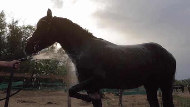 Rytter vasker hest. En smuk fuldblods hest står i baggrunden solnedgang. Dyrepleje. Begrebet heste og mennesker . – Stock-video