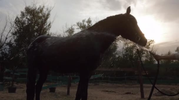 Jezdec myje koně. Krásný plnokrevný kůň stojí v pozadí západu slunce. Péče o zvířata. Pojetí koní a lidí. — Stock video