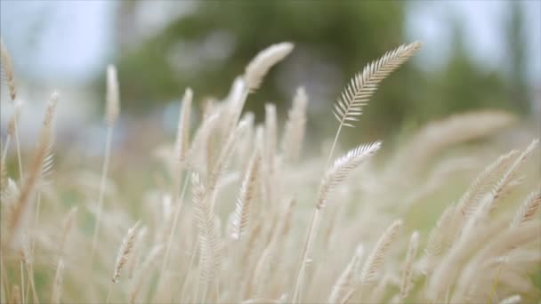 Nahaufnahme der gelben Gerstenpflanzen im Weizenfeld gegen den Himmel — Stockvideo