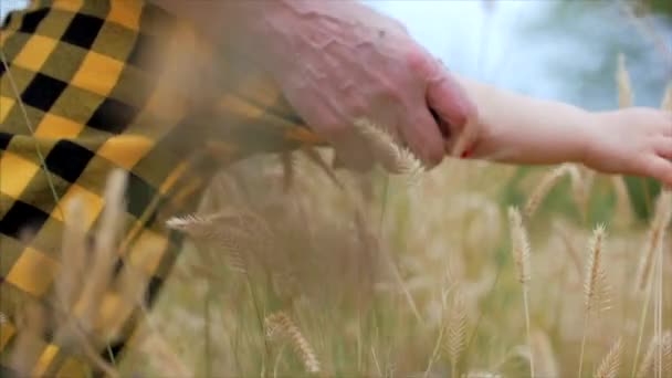 Tangan wanita dan tangan anak-anak dihabiskan pada tanaman jelai kuning di ladang gandum. Nenek memegang tangan cucunya, menghabiskan waktu di telinga jelai . — Stok Video