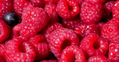 Yakın Rotasyon Loopable Ahududu. Taze, Sulu Ahududu Arka Plan, Olgun. Makro Kırmızı Ahududu Meyve. Gıda Dackground olarak Taze Ahududu Meyveler. Sağlıklı Gıda Organik Beslenme.