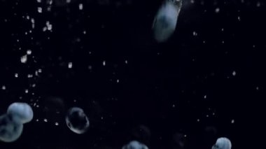 Yaban mersini ve taze nane yaprakları ile Taze ahududu siyah bir arka plan üzerine su içine düşmek, siyah bir arka plan üzerinde sıçrayan. Suya taze meyve ve çilek bırakın. Sağlıklı beslenme, yavaş