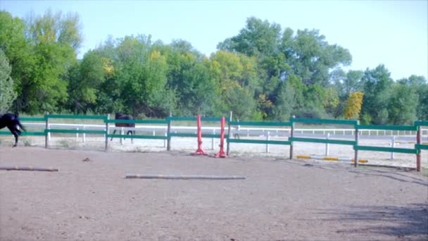 Horse riding in the summer forest. Caring for the animals. training after a long break. Concept Horse and People. — Stock Video