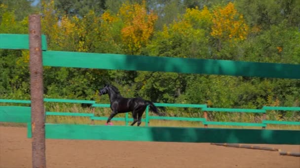 Young Stallion, Elegant Thoroughbred Horse. Dark Drown horse is Eating Apple in the aviary. Animal Care. Concept Summer of Horses and People. — Stock Video
