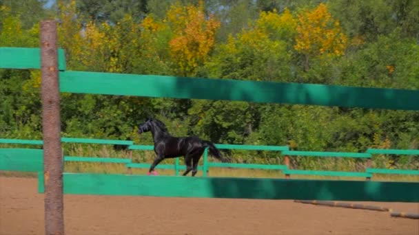 Joven semental, elegante caballo de pura raza. Oscuro caballo ahogado está comiendo manzana en el aviario. Cuidado de animales. Concepto Verano de Caballos y Personas . — Vídeo de stock